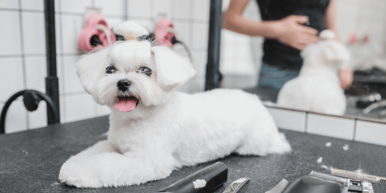 Dịch Vụ Spa & Grooming Thú Cưng Chuyên Nghiệp Tại AnVet: Hơn Cả Việc Làm Đẹp