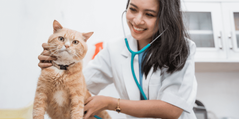 Thăm Khám Sức Khỏe Định Kỳ: Lắng Nghe Điều Thú Cưng Không Thể Tự Nói