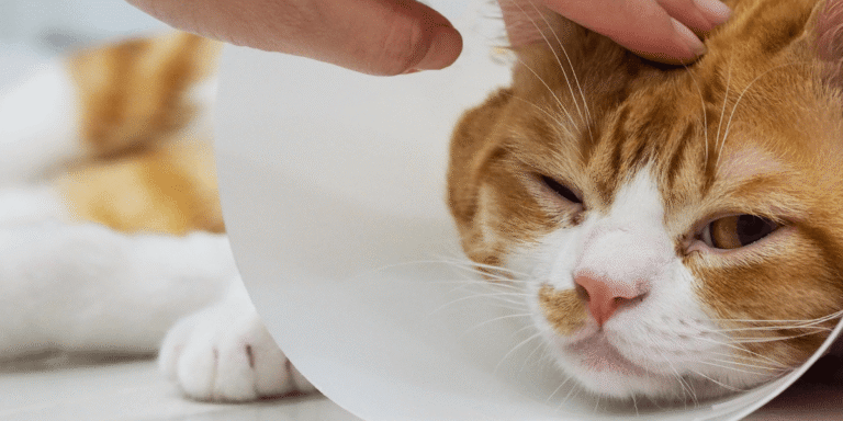 Viêm Tử Cung Ở Chó Mèo Cái: Kẻ Thù Thầm Lặng & Nguy Hiểm