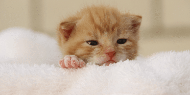 Chào “Sen” Lần Đầu! Bí Kíp A-Z Để “Hoàng Thượng” Nhanh Chóng Làm Quen Nhà Mới