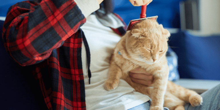 Grooming Cho Chó Mèo Tại Nhà 101 – Hướng Dẫn Từng Bước Cho Sen
