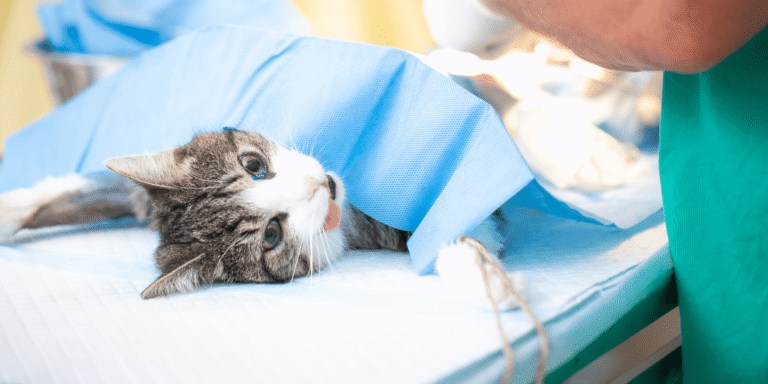 Cẩm Nang Triệt Sản Mèo: Chăm Sóc Toàn Diện Giúp Sen An Tâm